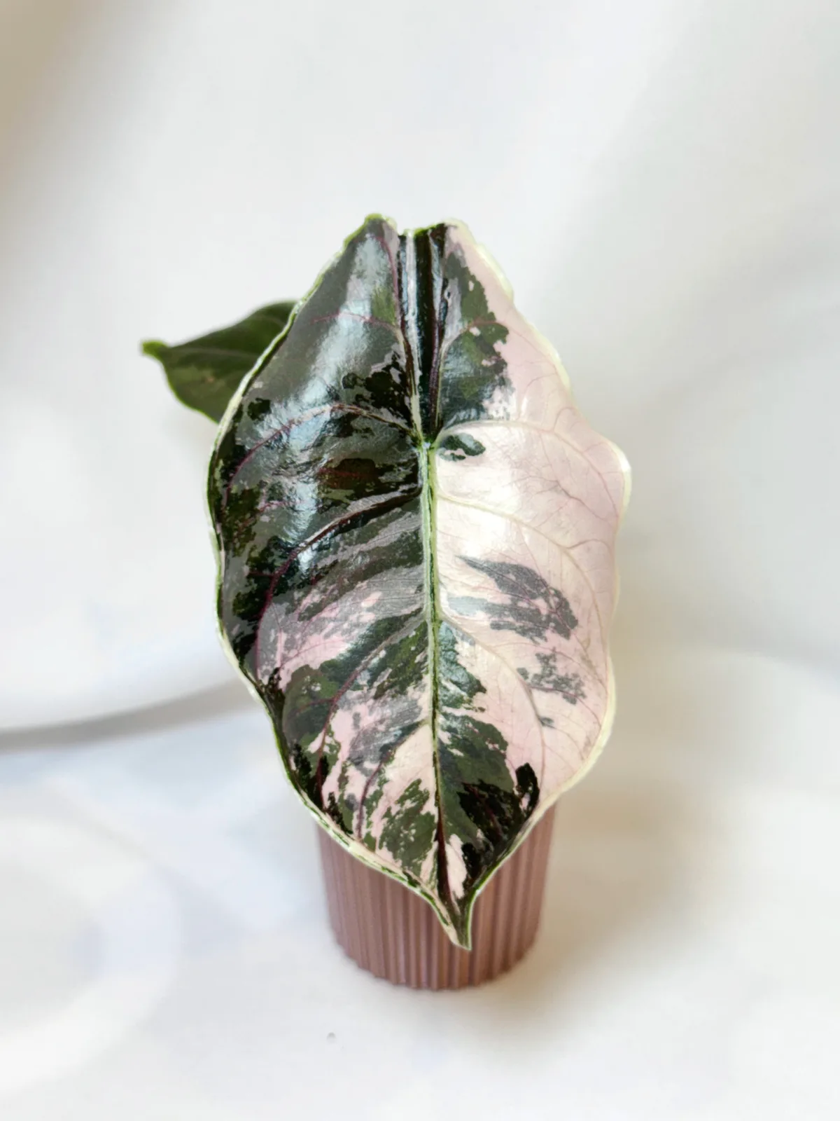 Alocasia Azlanii Albo Pink corm grown