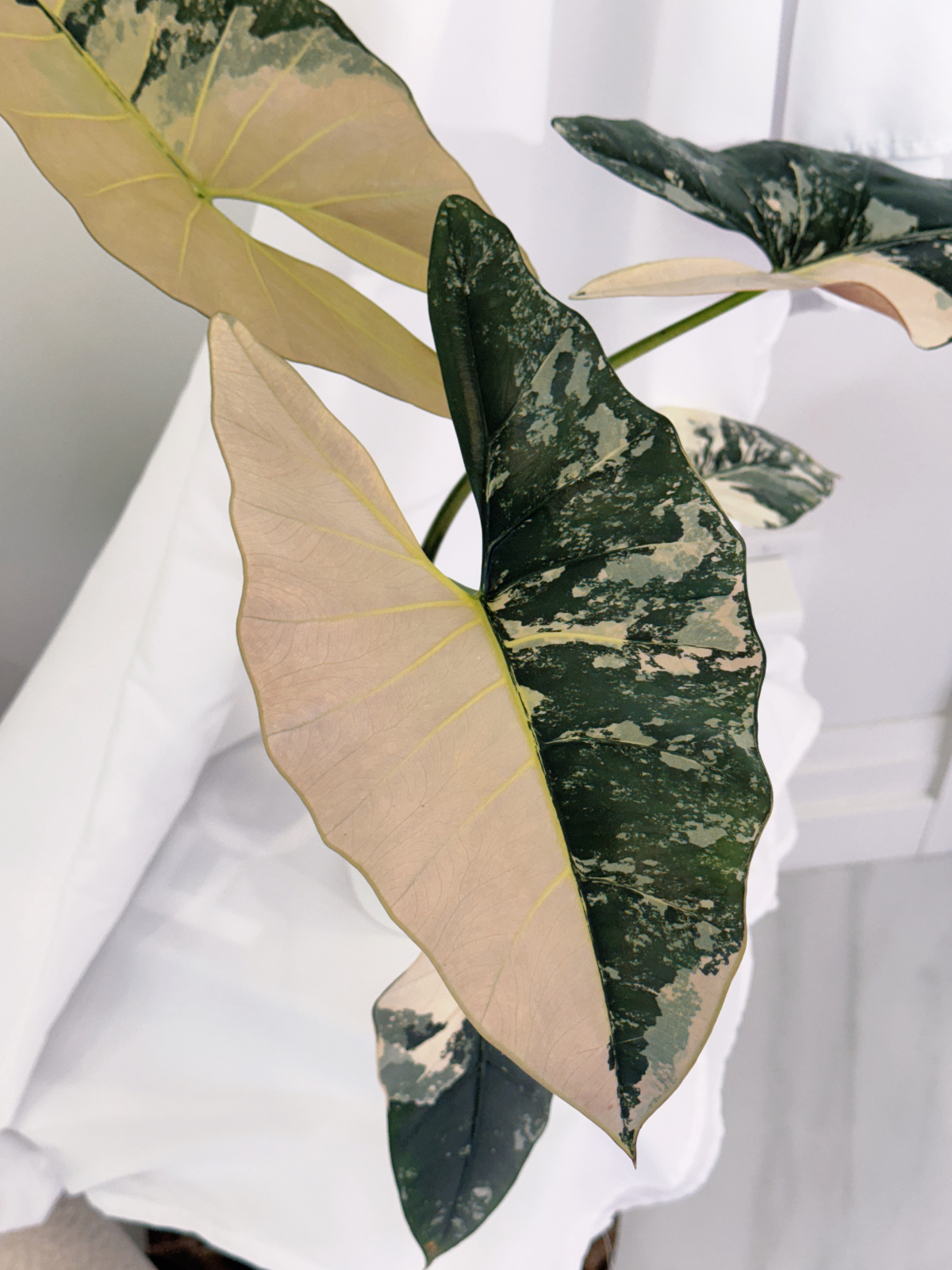 Alocasia Scabriuscula Pink Corm