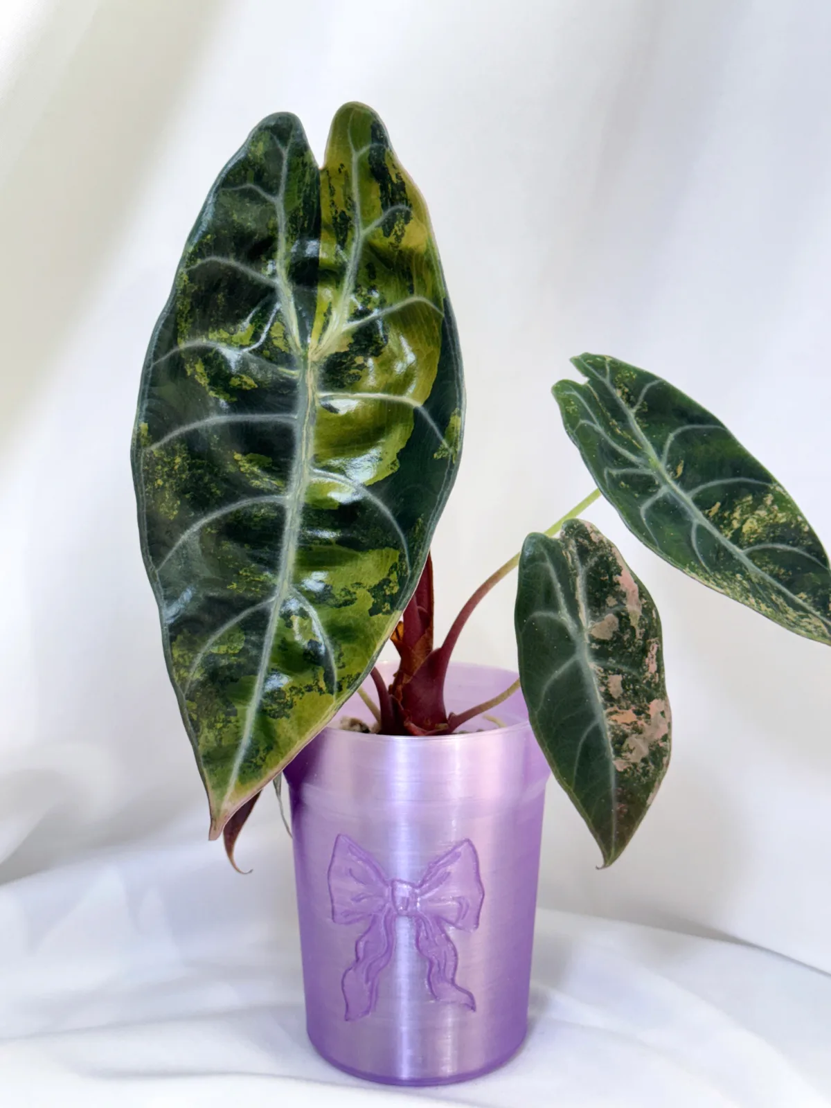 Alocasia Sedenii Aurea *Corming Size*