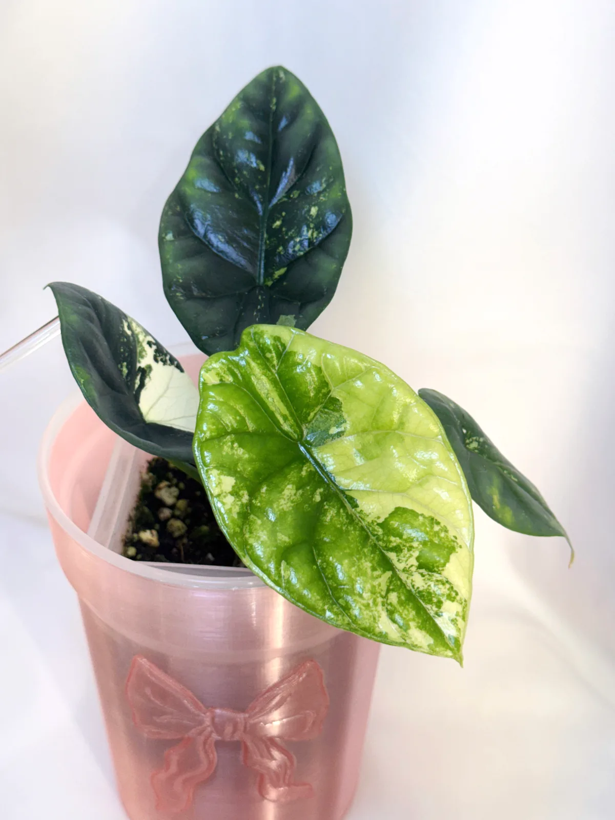 Alocasia Sinuata Albo 02