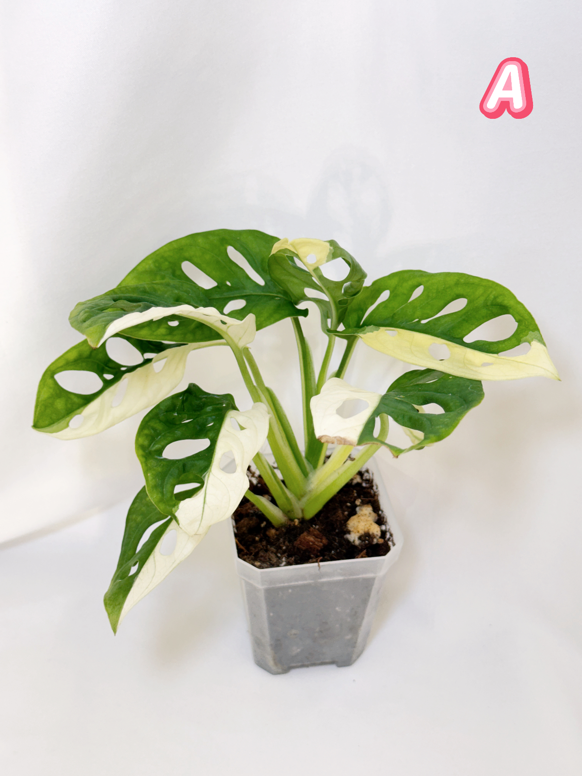 Monstera Adansonii Albo