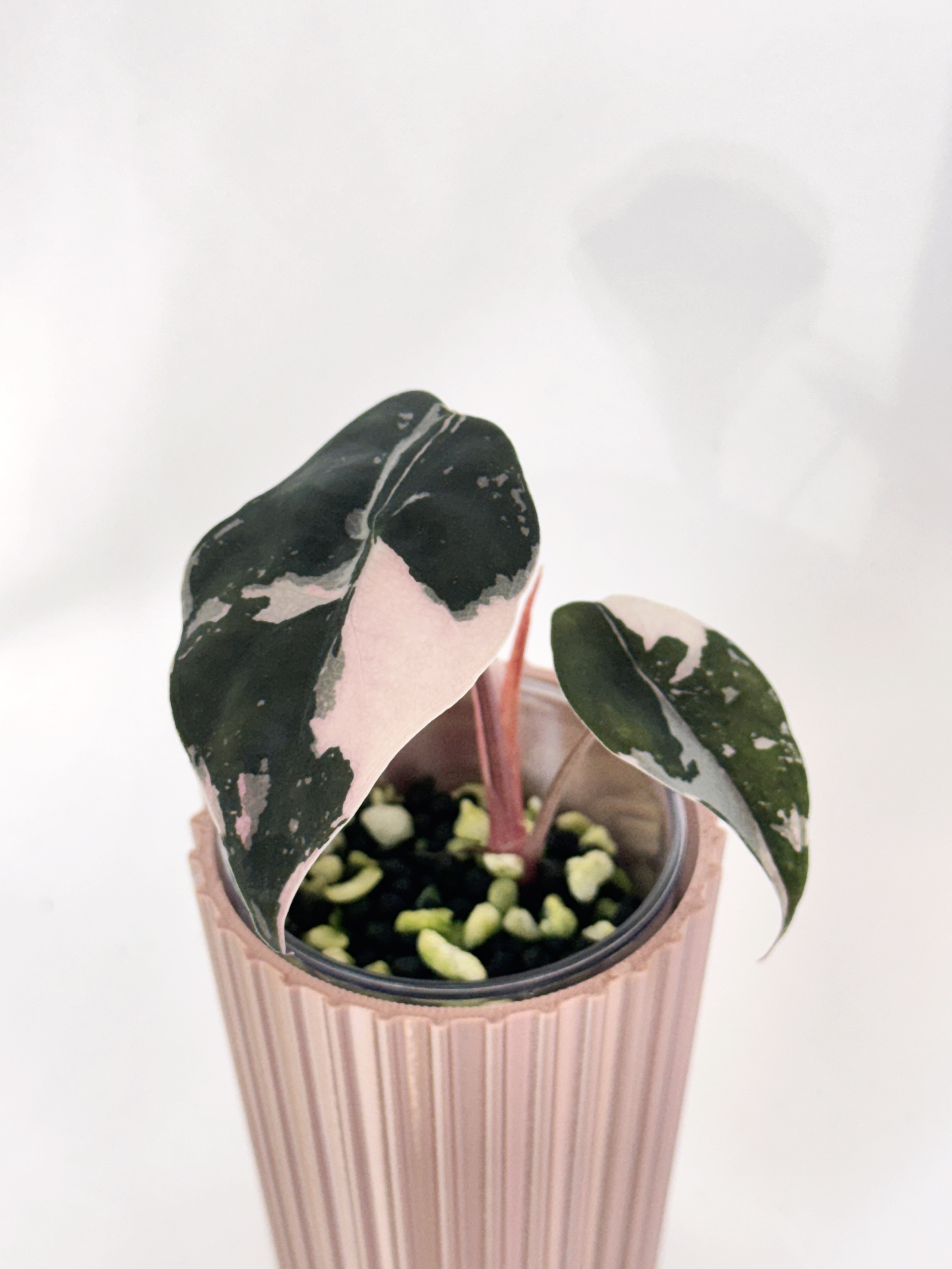 Alocasia Chantrieri Pink