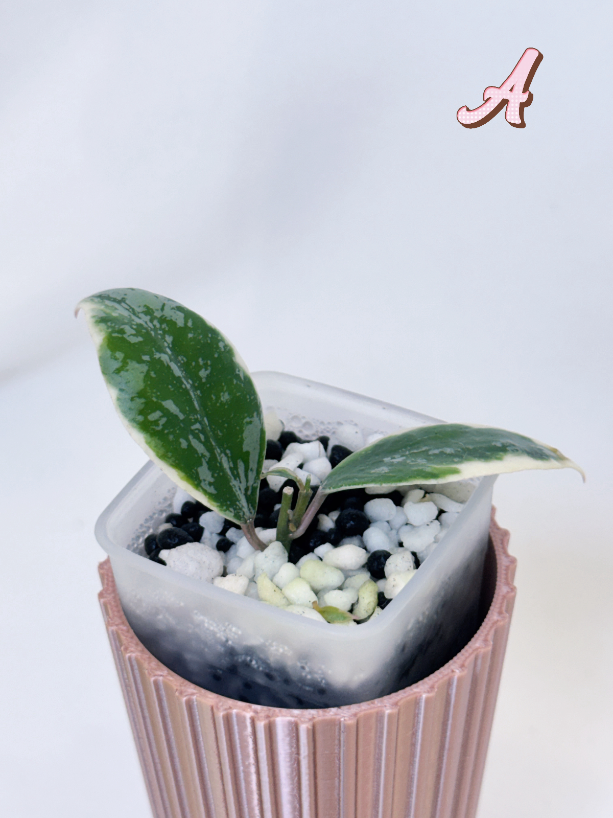 Hoya Lacunosa ‘Lumina’