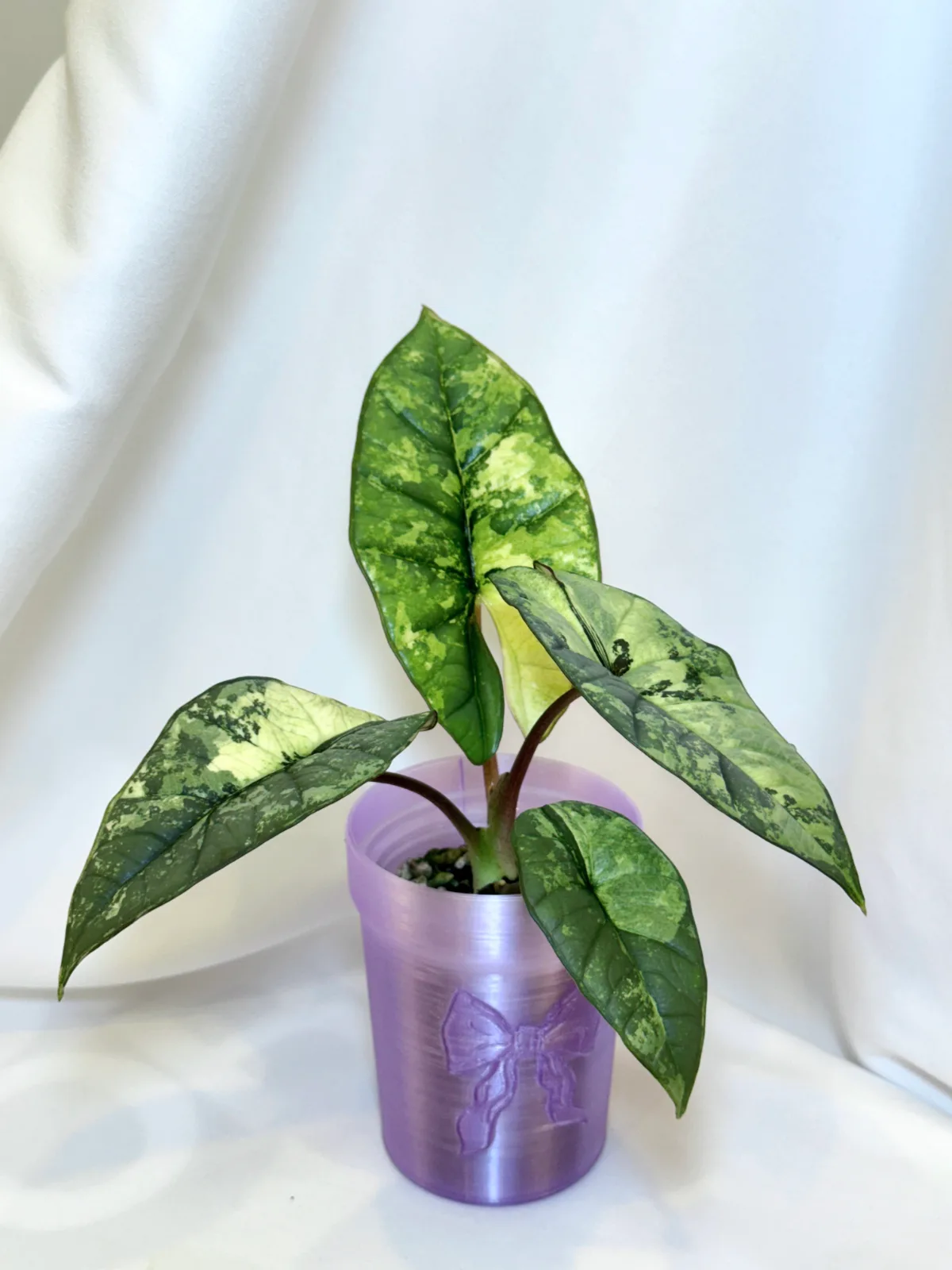 Alocasia Platinum Albo/Mint A
