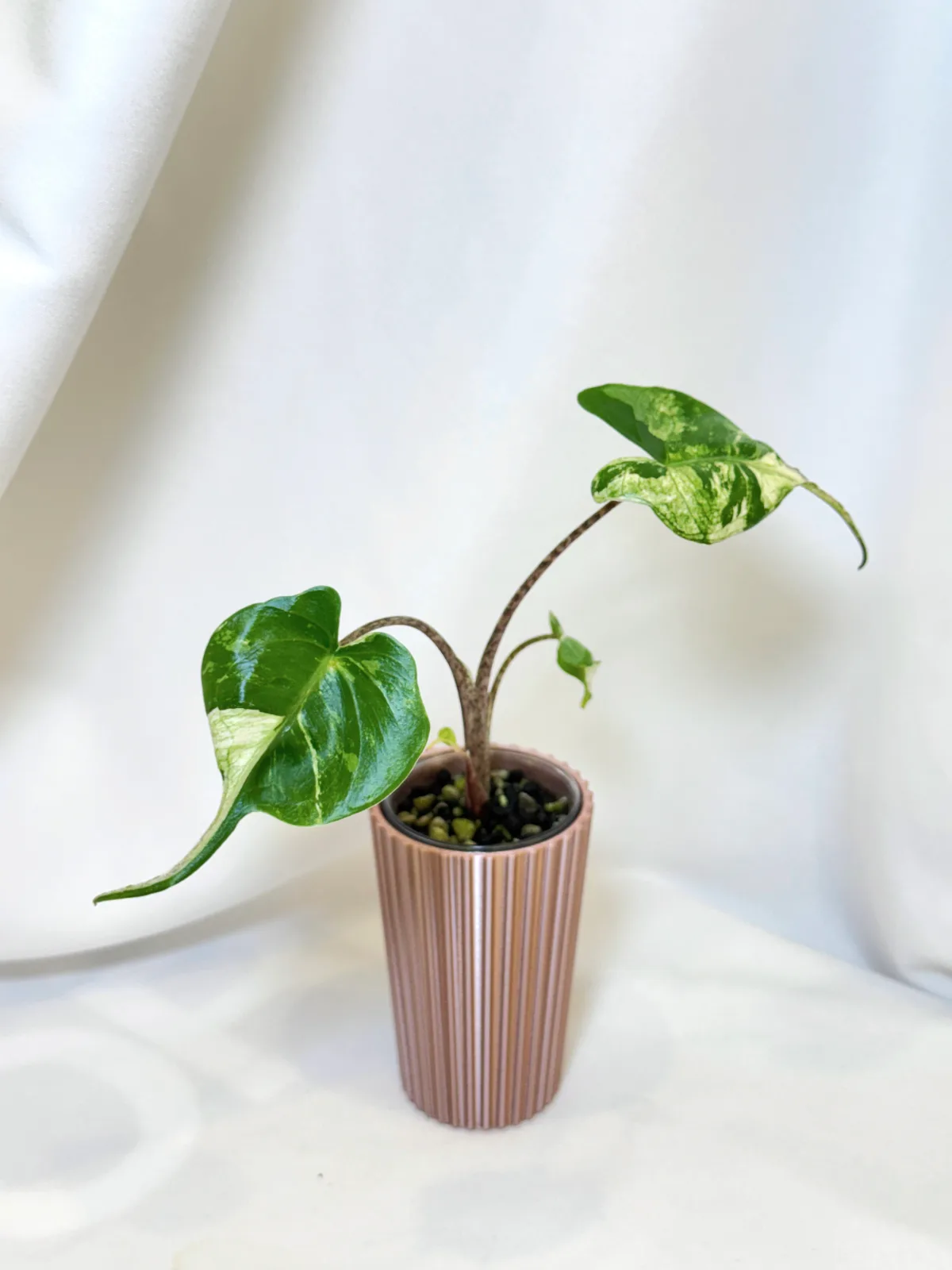 Alocasia Stingray Albo Corm Grown C