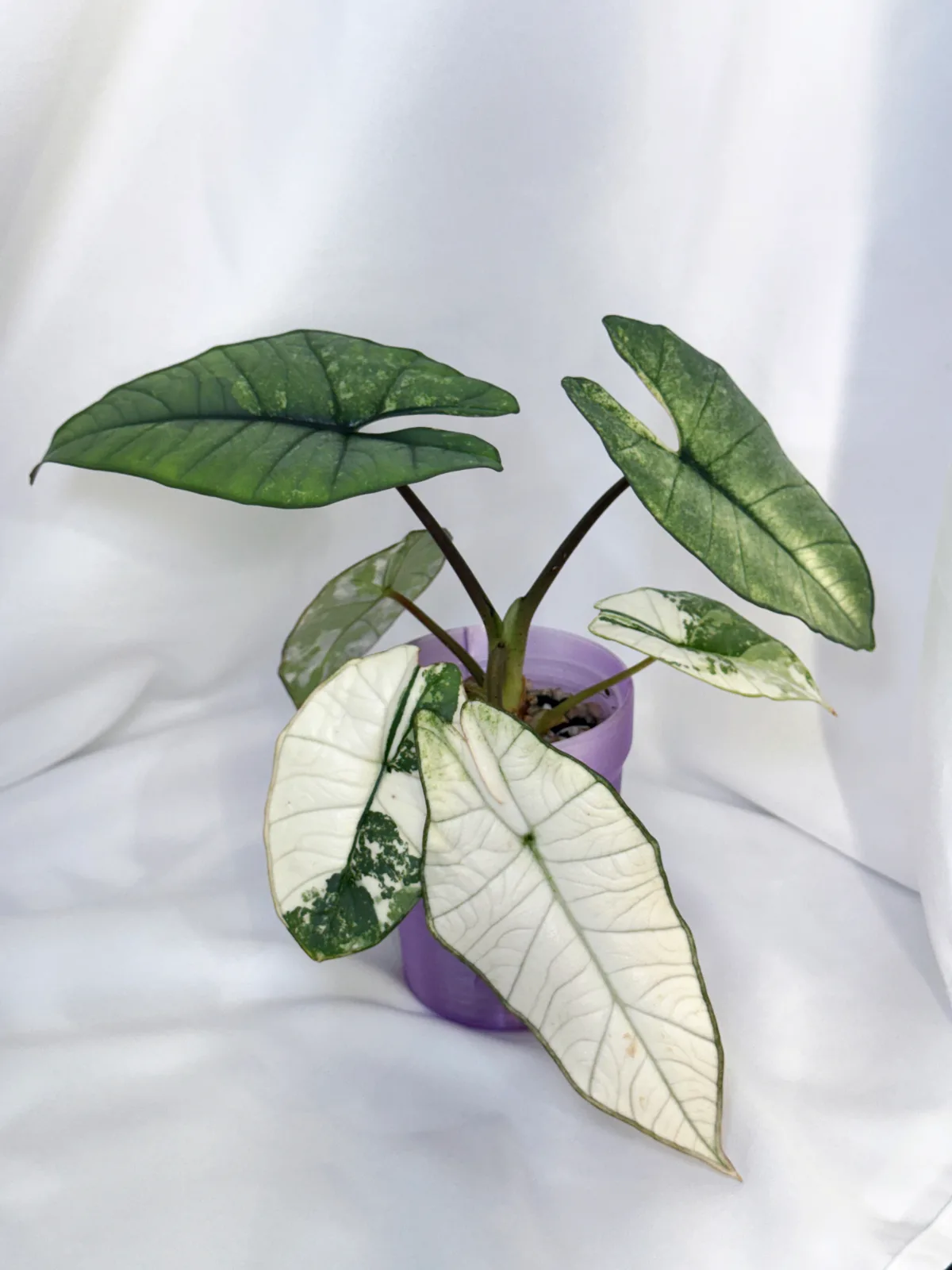 Alocasia Platinum Albo/Mint B