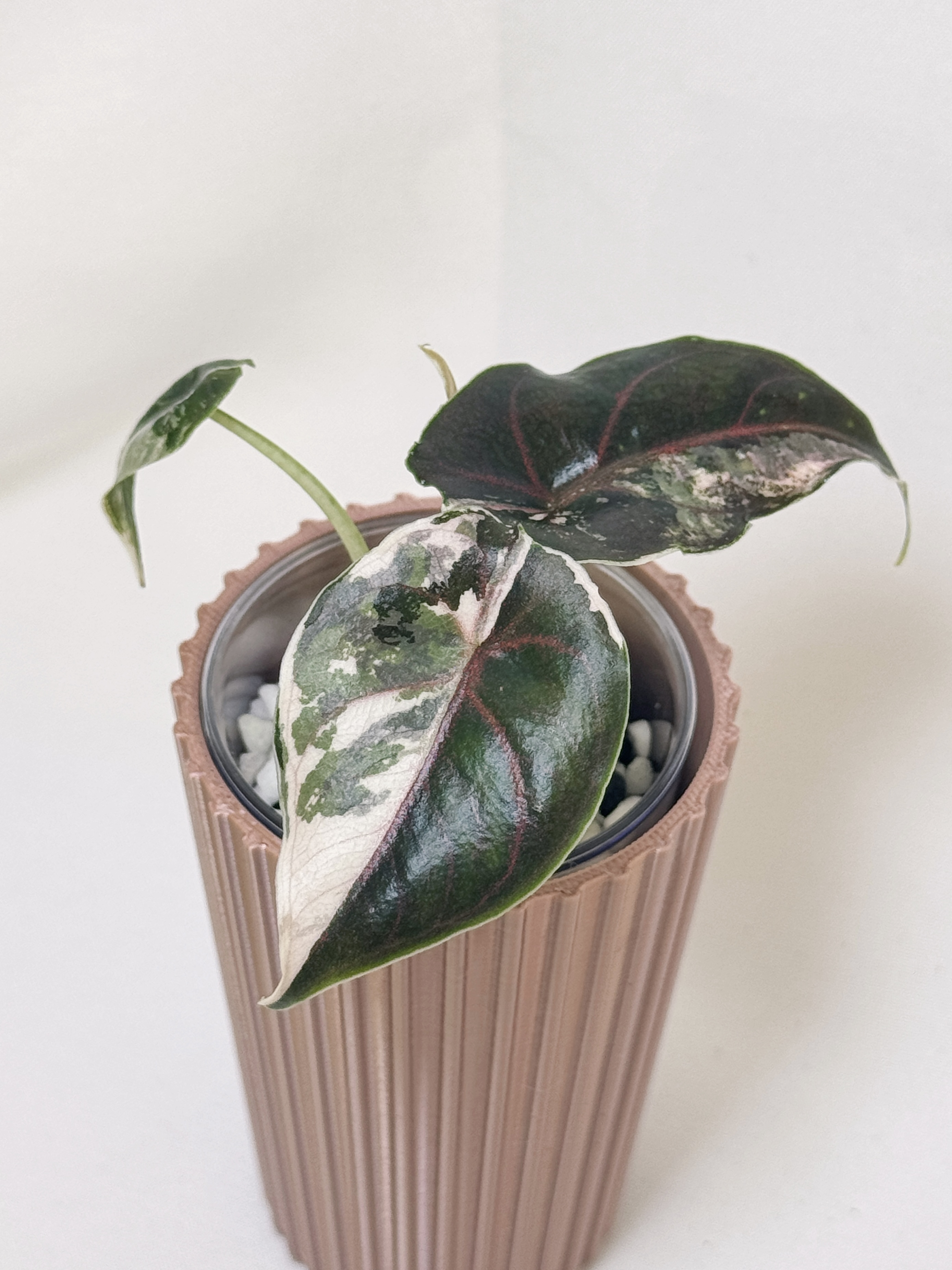 Alocasia Azlanii Pink