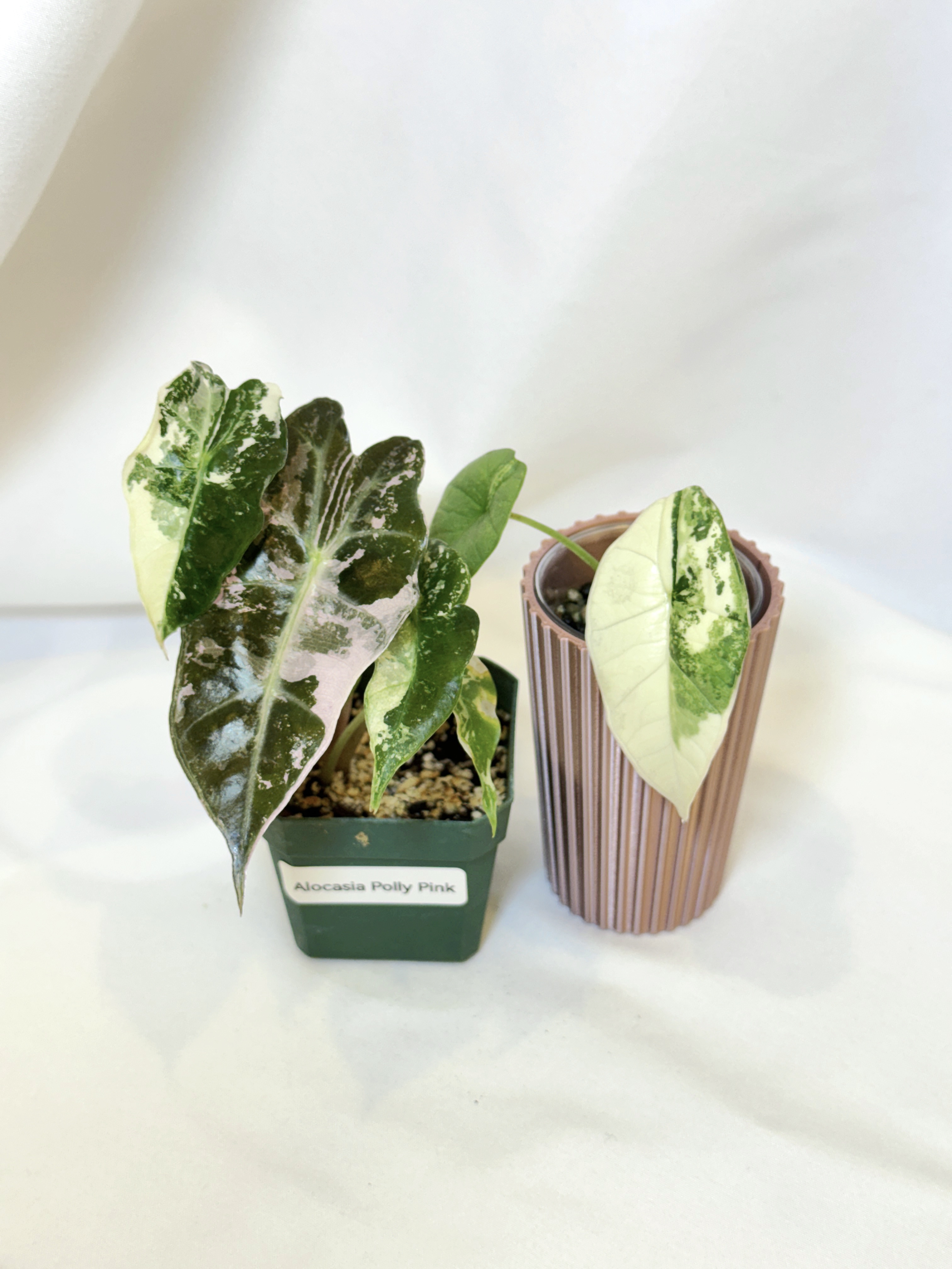 Alocasia Platinum Albo/Mint and Polly Pink Combo