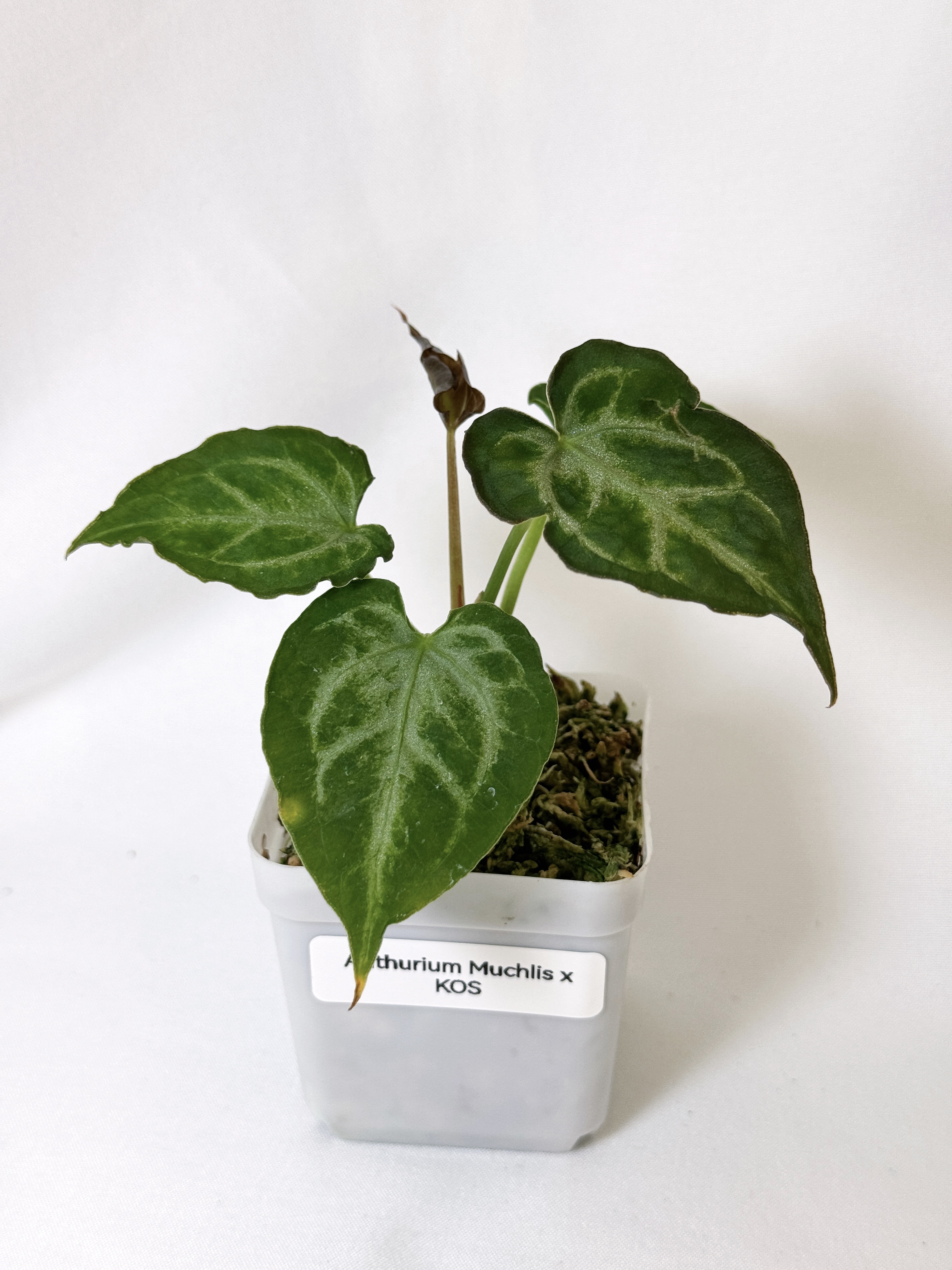 Anthurium Muchlis x KOS