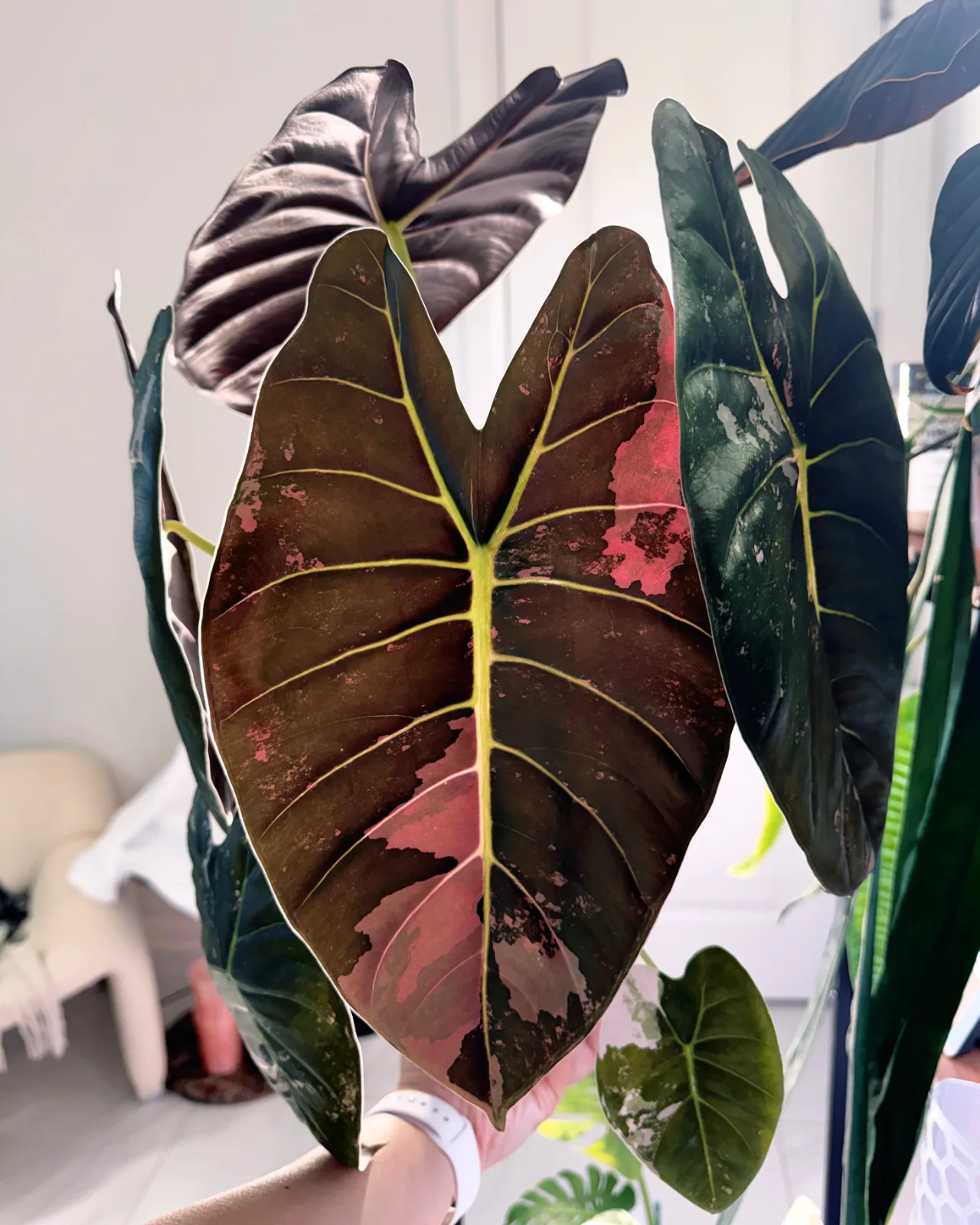 Alocasia Golden Bone Pink Corms