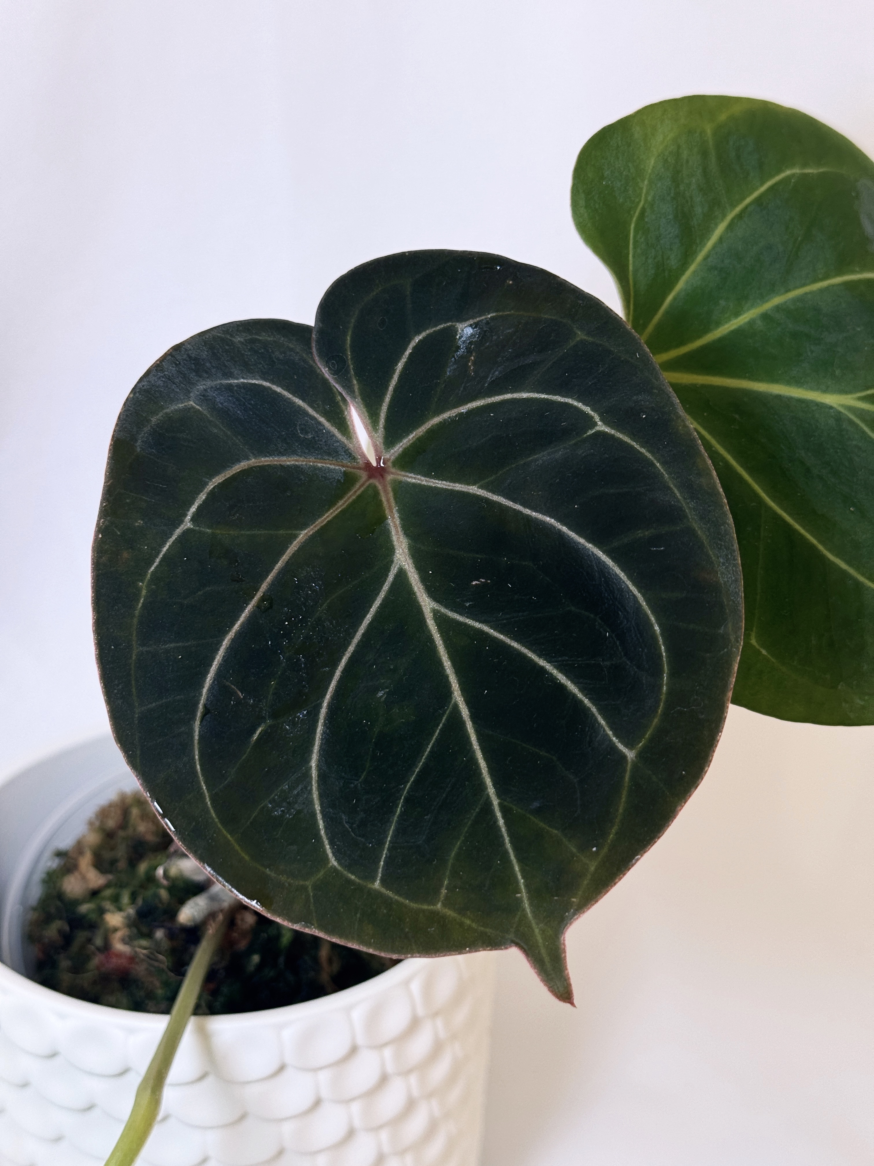 Anthurium KOS/Hu