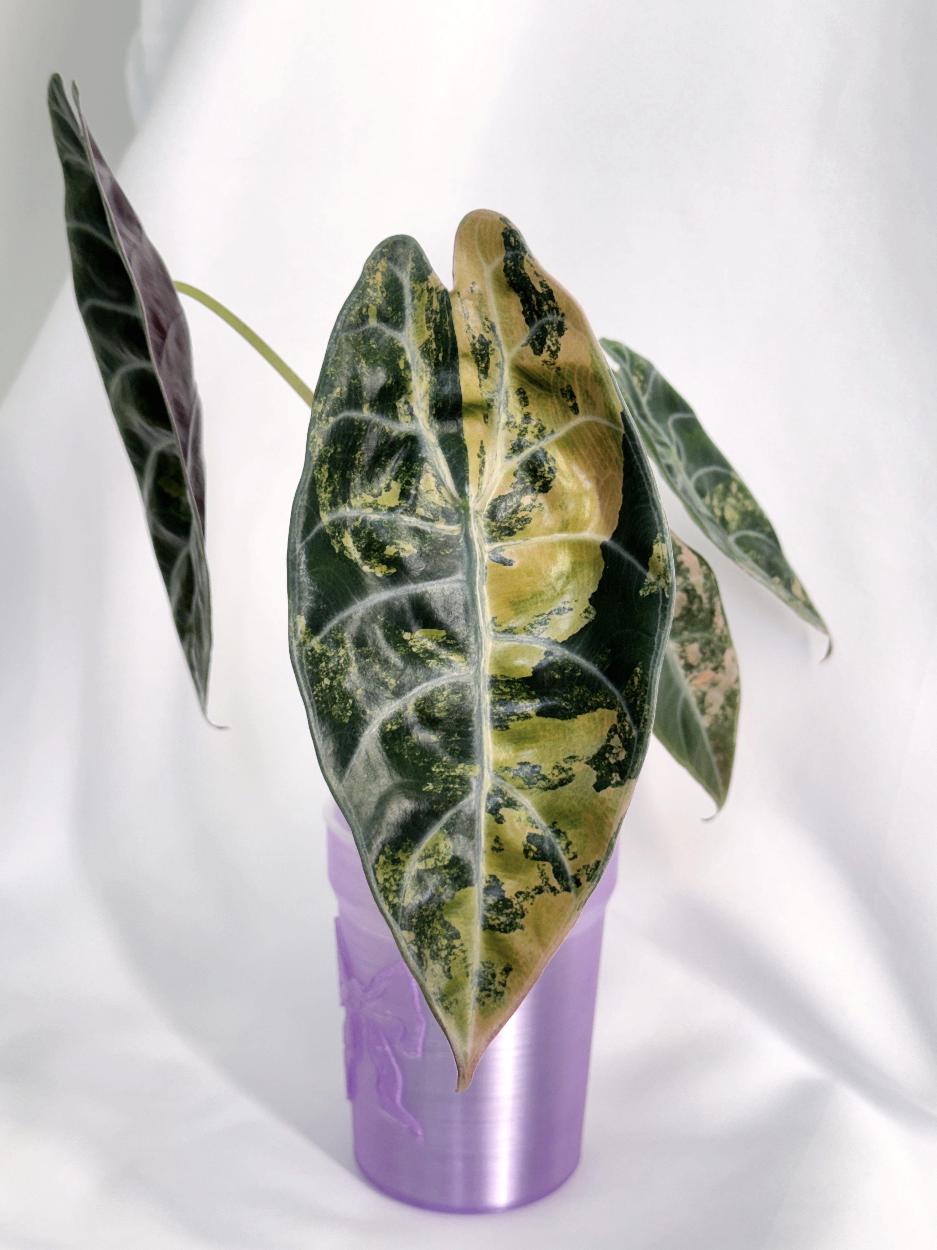 Alocasia Sedenii Aurea *Corming Size*