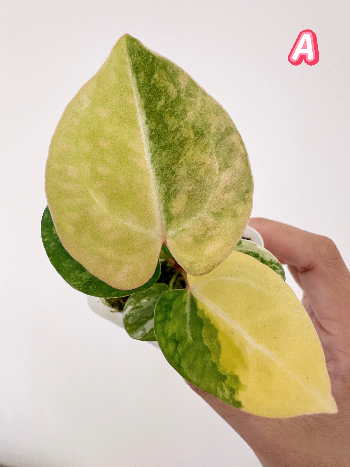 Anthurium Megatron x Black Venom Variegated