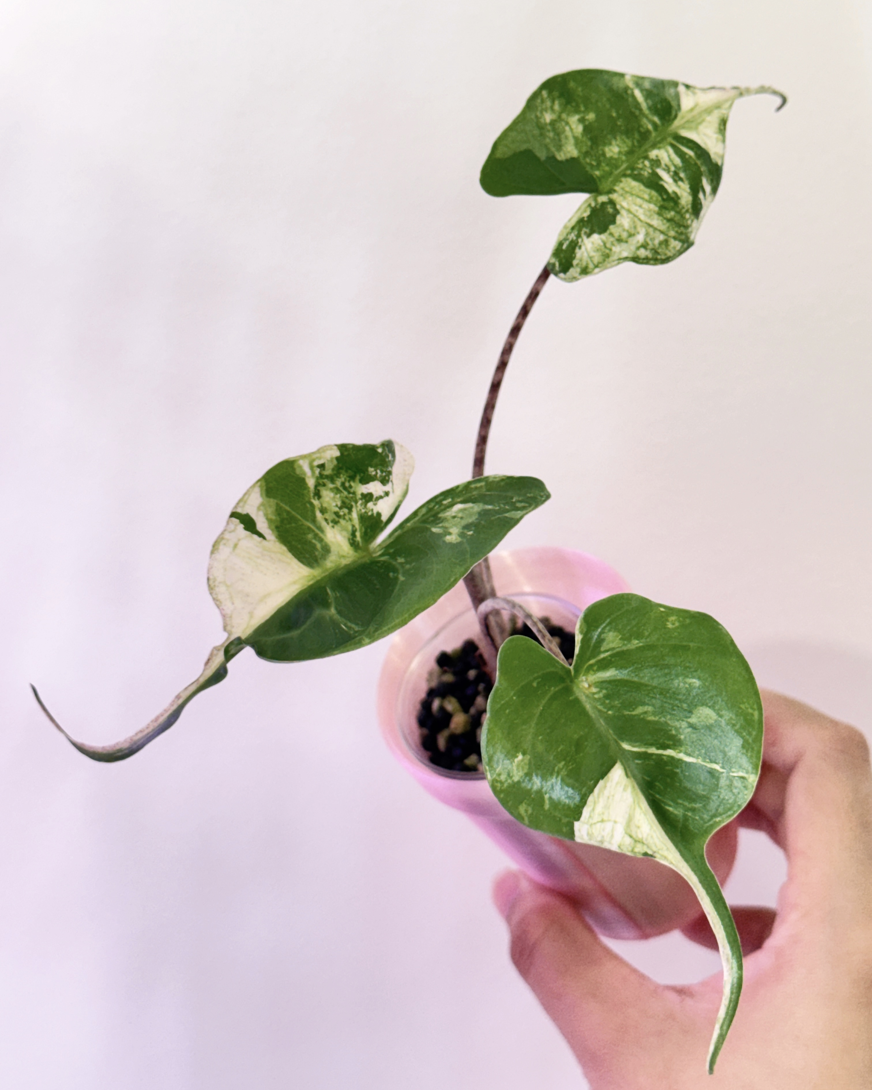 Alocasia Stingray Albo Corm Grown C