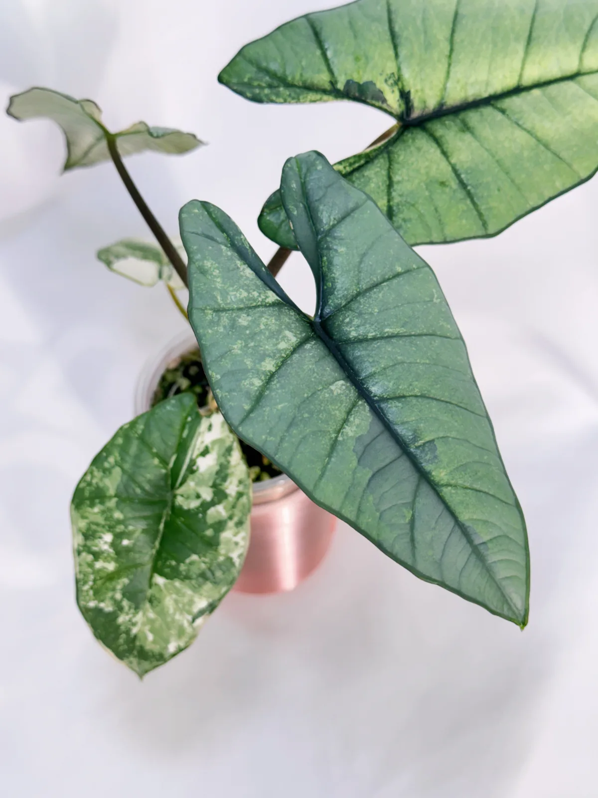 Alocasia Platinum Albo/Mint