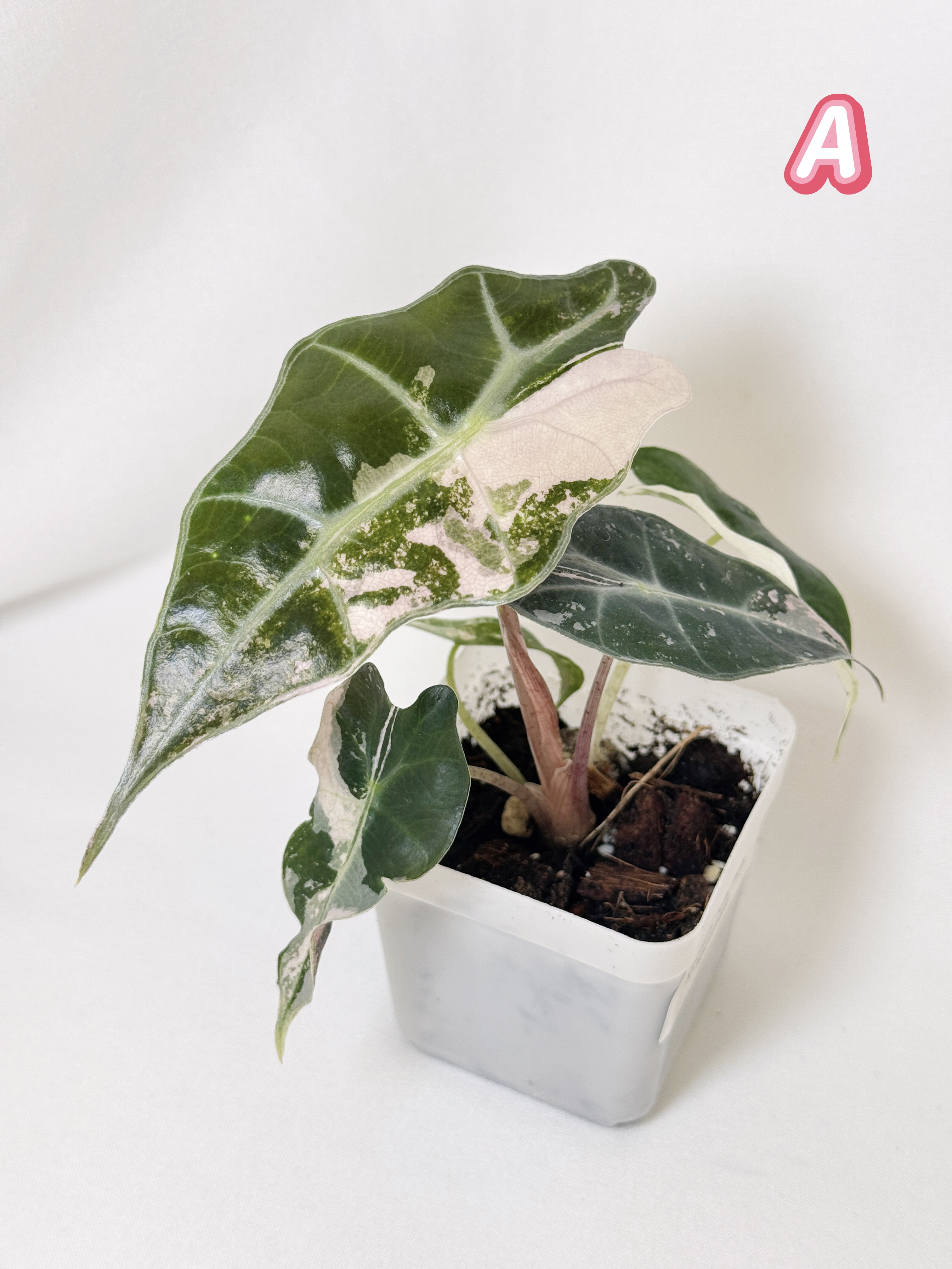 Alocasia Polly Pink
