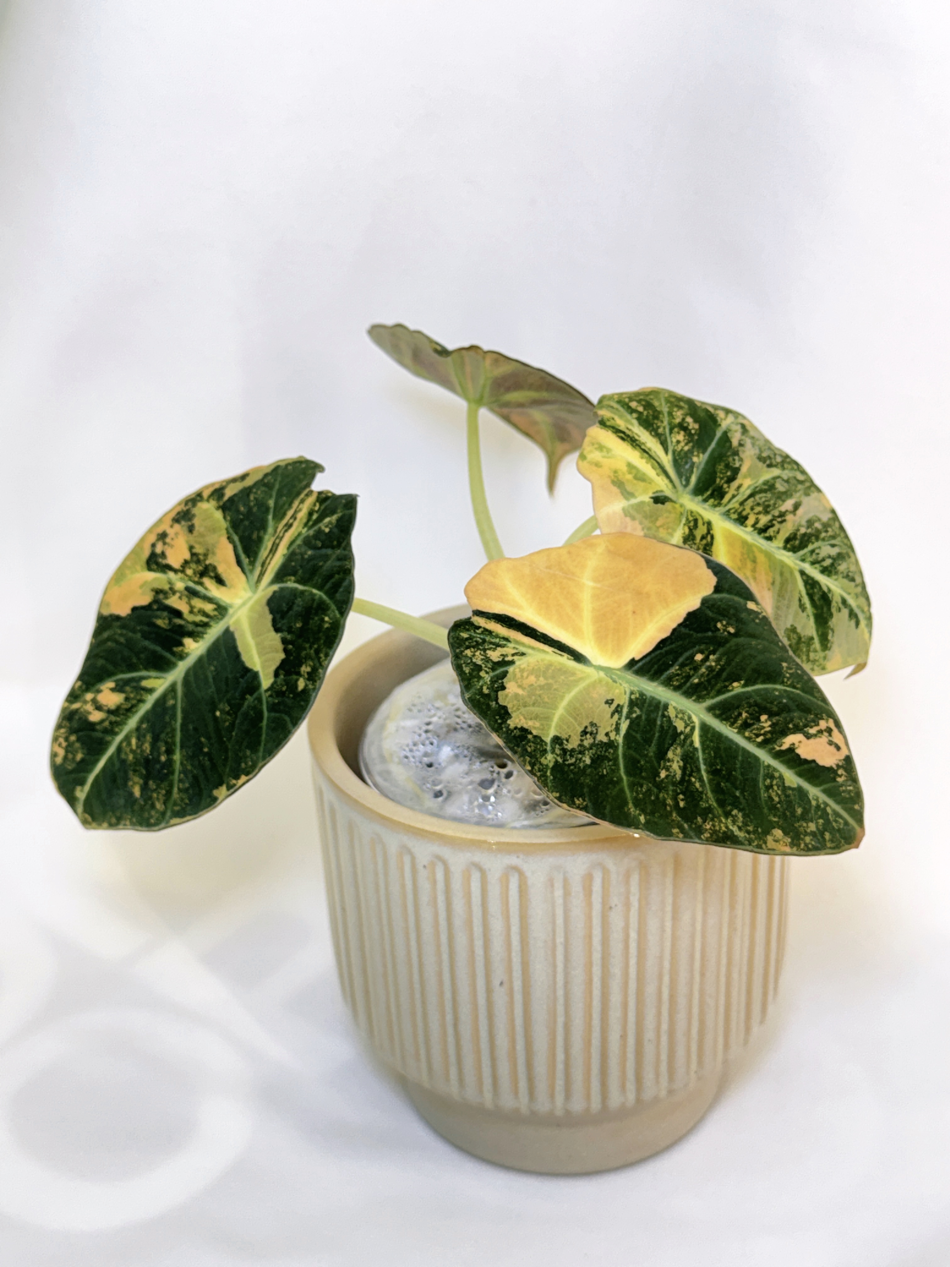 Alocasia Black Velvet Gold *young mama size*