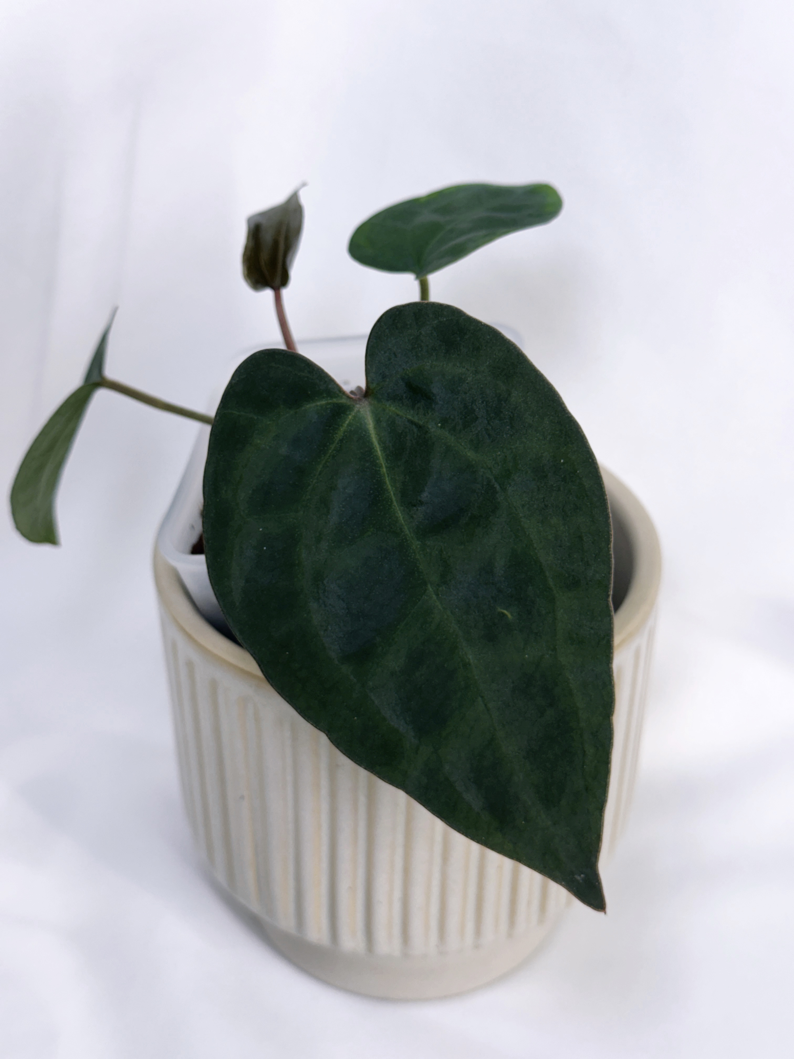 Anthurium Tezula AOS ‘Dark Form’ Clone