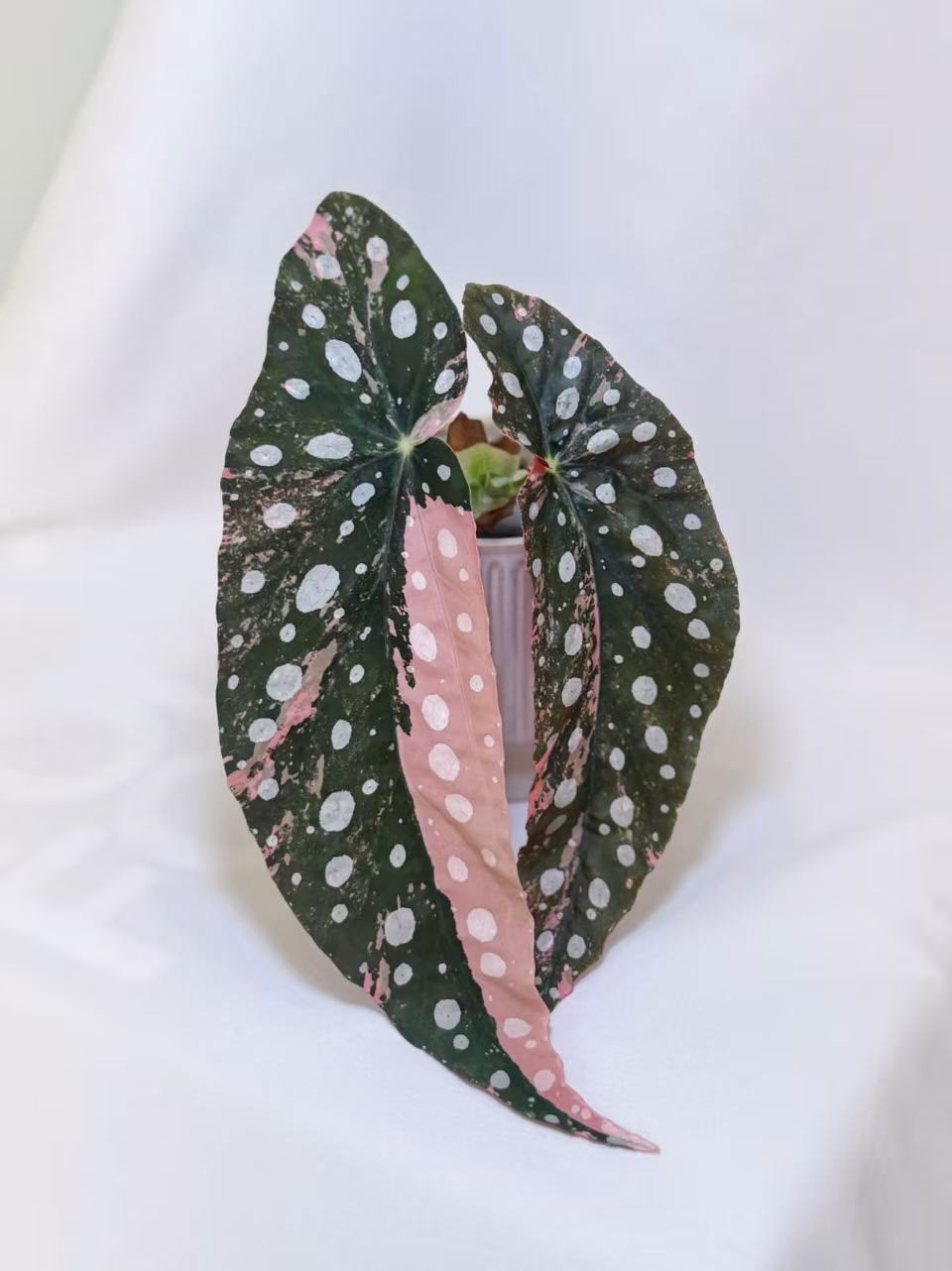 Begonia Maculata Pink XXL size