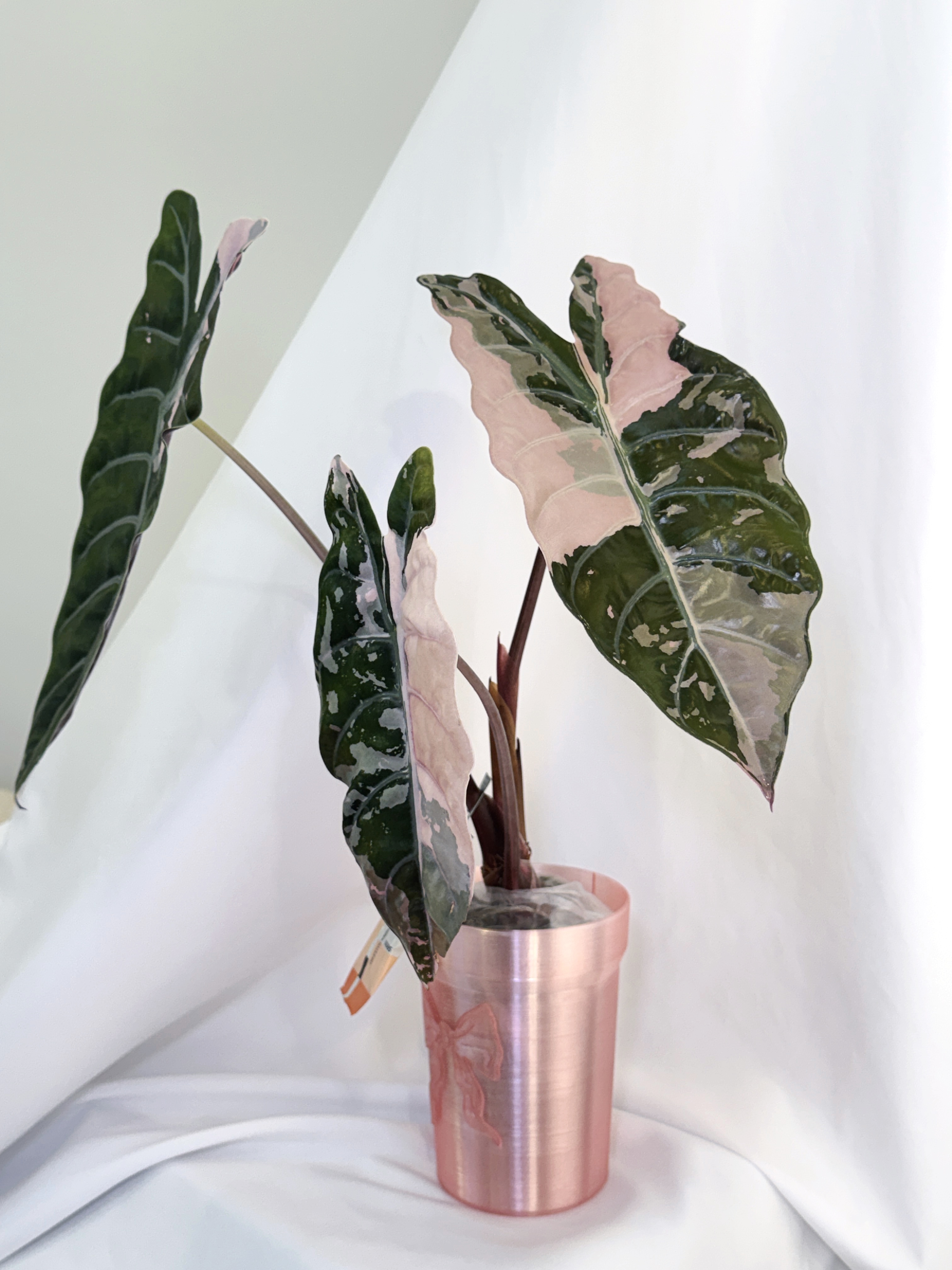 Alocasia Chantrieri Pink (Mother Plant Size)